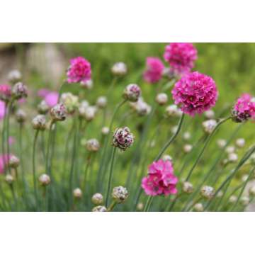 Armeria maritima'Armanda Deep Rose'