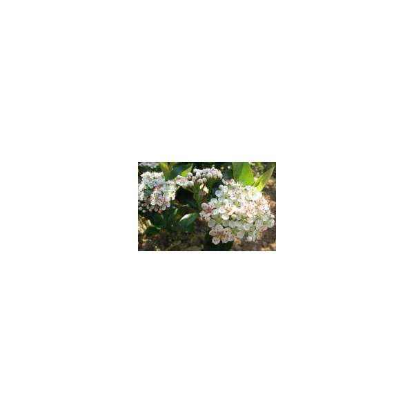 Aronia prunifolia'Viking'