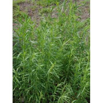 Artemisia dranunculus'senior'