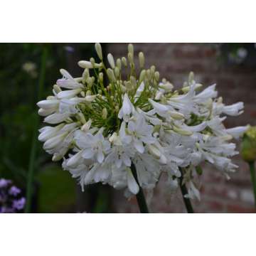 Agapanthus'Artic Star'