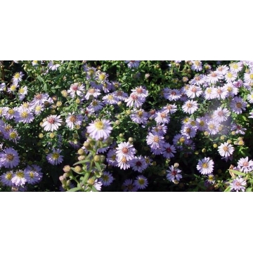 Aster ericoides'Blue Star'