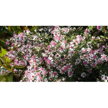 Aster lateriflorus'Horizontalis'