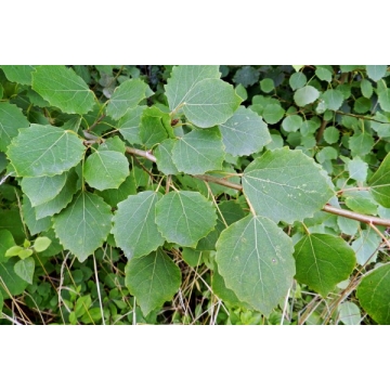 Populus tremula