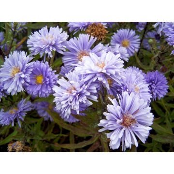 Aster novi-belgii'Marie Ballard'