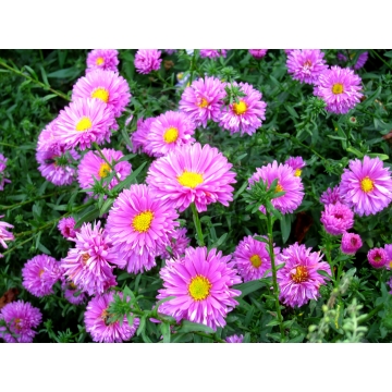 Aster novi-belgii'Patricia Ballard'