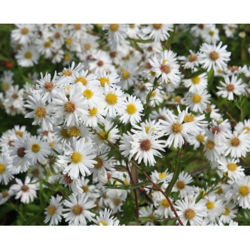 Aster novi-belgii'White Ladies'