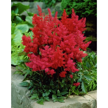 Astilbe japonica'Montgomery'