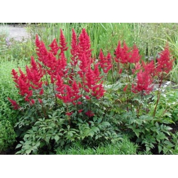 Astilbe japonica'Red Sentinel'