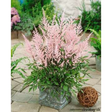 Astilbe chinensis'Finale'