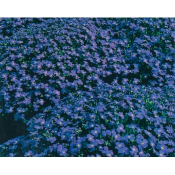 Aubrieta hybride'Cascade Blue'