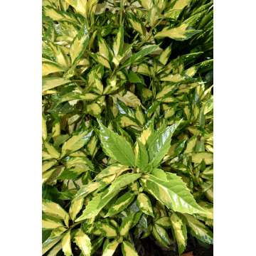 Aucuba japonica'Crinkled Golden Leaf'