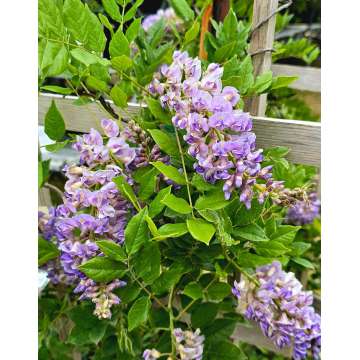 Wisteria florida'Aunt Dee'