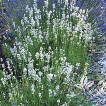 Lavandula intermedia'Alba'