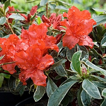 Azalea japonica'Hotshot Variegata'