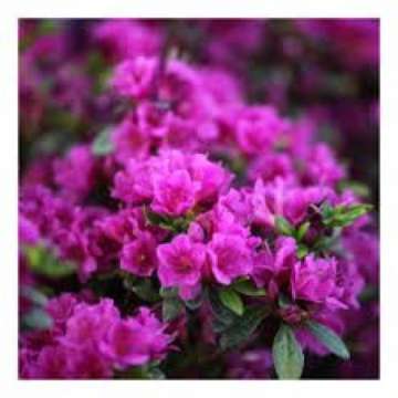Azalea japonica'Geisha Purple'
