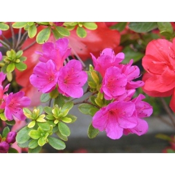 Azalea japonica'Takako'