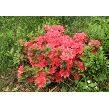 Azalea japonica'Satschiko'