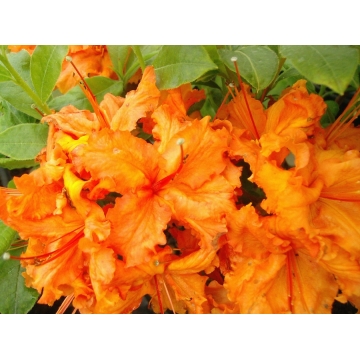 Azalea knaphill'Goldflame'