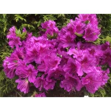 Azalea japonica'Konigstein'