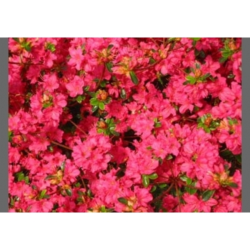 Azalea japonica'Moederkensdag'