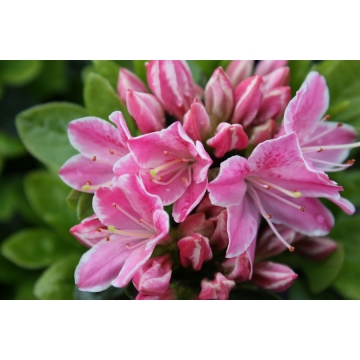 Azalea japonica'Kermesina'