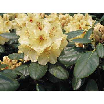 Rhododendron'Goldbukett'