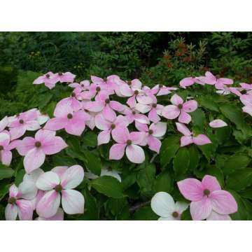 Cornus kousa'Wieting's Select'