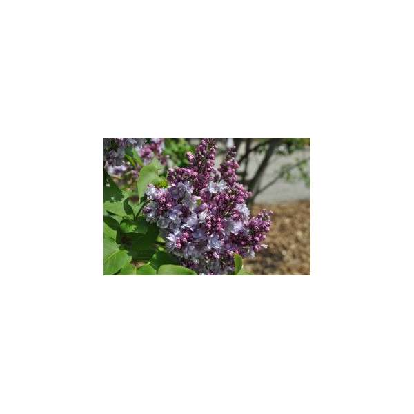 Syringa vulgaris'Victor Lemoine'
