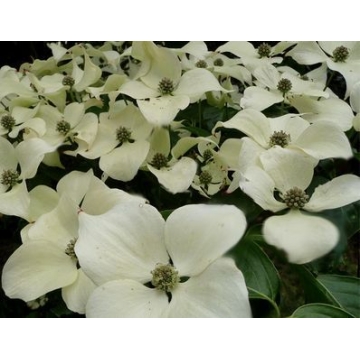 Cornus kousa'Weisse Fontaine'