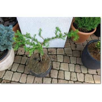 Larix decidua'Komarek Hexe'