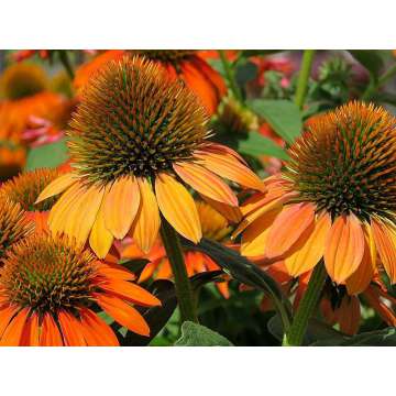 Echinacea purpurea'Sombrero Adobe Orange'