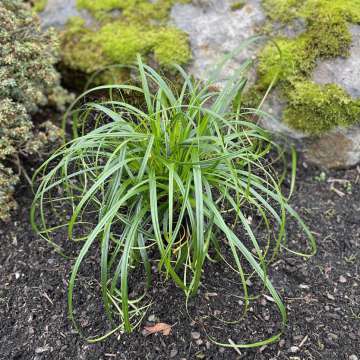 Carex'Ribbon Falls'