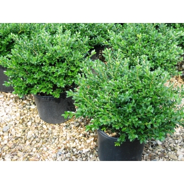 Ilex crenata'Dark Star'