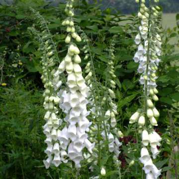 Digitalis purpurea'Snow Thimble'