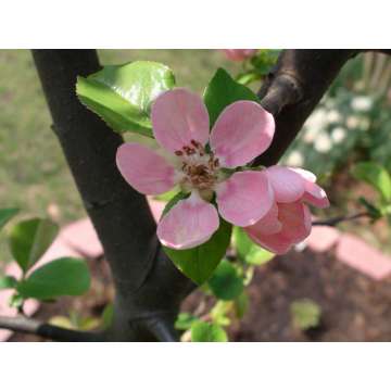 Pseudocydonia sinensis