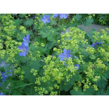Alchemilla mollis