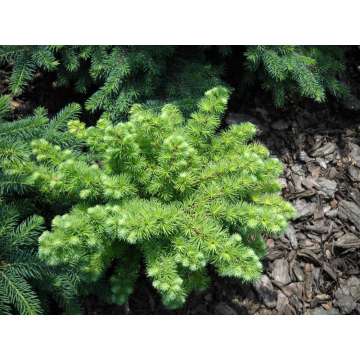 Larix decidua'Corley'