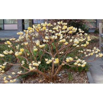 Edgeworthia chrysantha