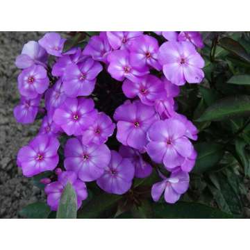 Phlox paniculata'Sweet Summer Temptation'