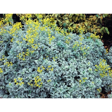 Ruta graveolens'Jackman's Blue'