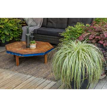 Carex'Feather Falls'