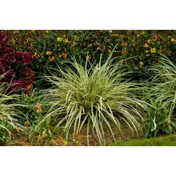 Carex morrowii'Goldband'