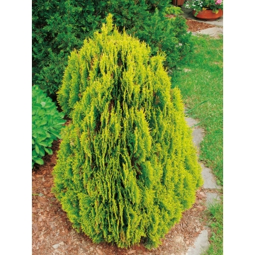 Thuja orientalis'Aurea Nana'