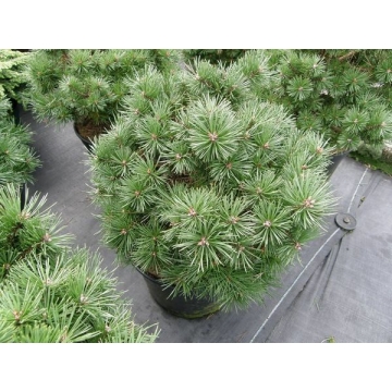 Pinus sylvestris'Sandringham'