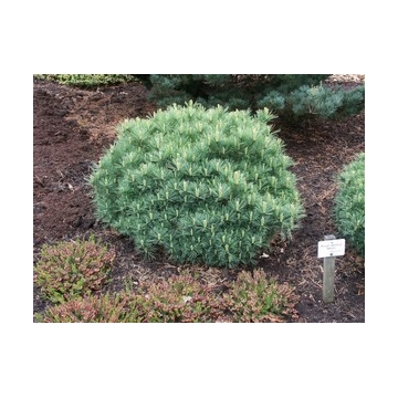 Pinus strobus'Minima'