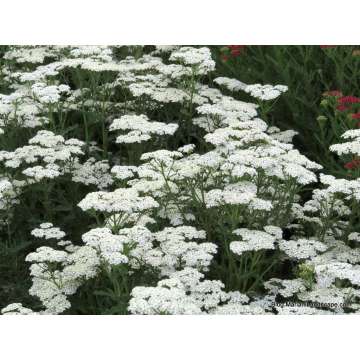 Achillea millefolium'White Beauty'