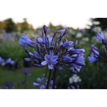 Agapanthus'Bandung'