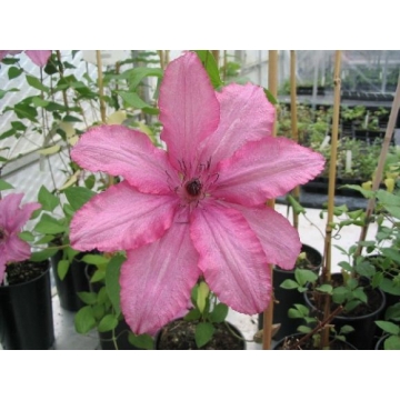 Clematis'Barbara'