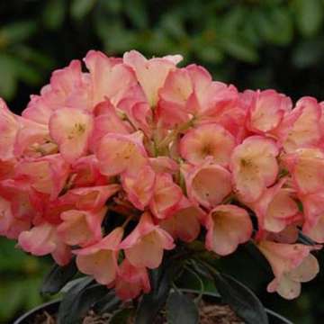 Rhododendron yakushianum'Barbarella'