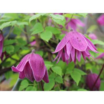 Clematis alpina'Ruby'
